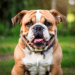 Caring for Your Bulldog: Tips & Health Guide