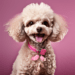 Poodle Care Guide 2024: Tips for Happy, Healthy Pets
