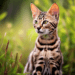 Joyful Savannah Cat: Size, Diet, Personality, Price Guide 2024 8 Joyful Savannah Cat: Size, Diet, Personality, Price Guide 2024